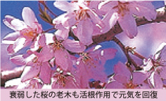 桜の画像