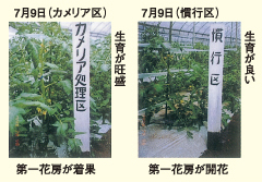夏秋トマトに対するカメリアの効果