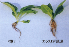 日本葉たばこ技術開発協会の試験