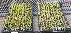 レタス苗の育成