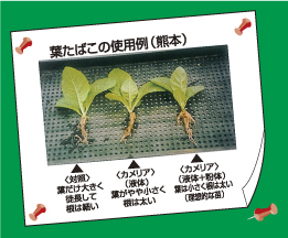 葉たばこの使用例